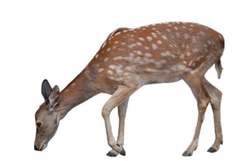 Fawn Stock Photo By ©willeecole 13883867