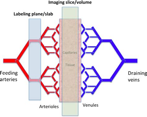 Capillary Bed Where Water And Nutrient Exchange With The Brain