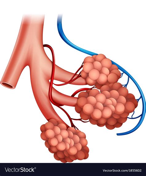 Human Alveoli Vector Art Download Vectors