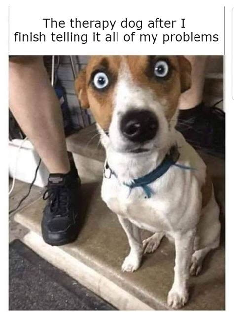 Image Tagged In Therapy Dogdark Humorproblems Imgflip
