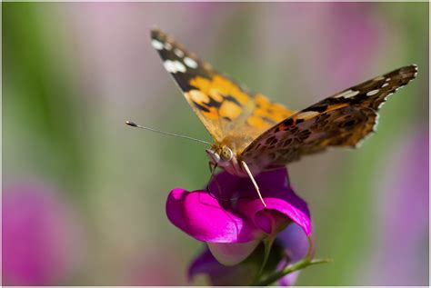 Schmetterling Elbsachse Flickr