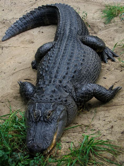 Mississippi State Reptile American Alligator