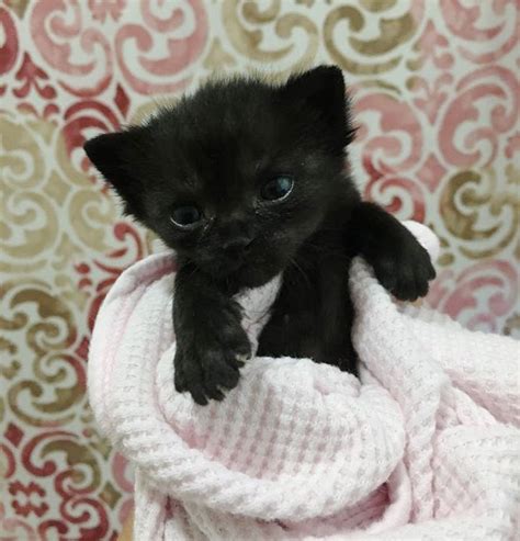 Tiny Kitten Orphaned At 3 Days Old Keeps Fighting To Live And Grow