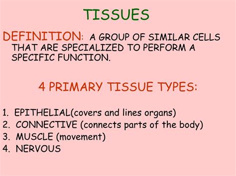 Ppt Tissues Powerpoint Presentation Free Download Id9454531