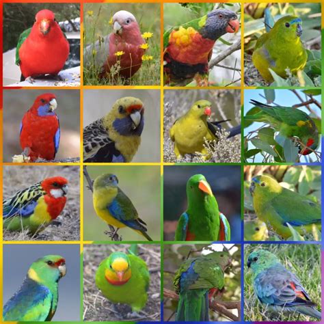 Parrots Description Parrot Bird Types And Facts Pet Parrot Care