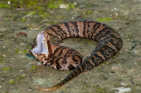 Their carnivorous diet consists of game, frogs. South Carolina venomous snake guide | PHOTO GALLERY | WCIV