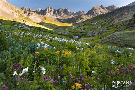 Colorado Wildflower Photography