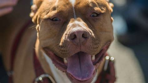 Gruesome Pitbull Dog Attack Leaves 5 Year Old Dead After Relatives