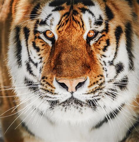 Close Up Detail Portrait Of Tiger Beautiful Face Portrait Of Tiger