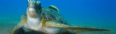 Maui Marine Life Tours