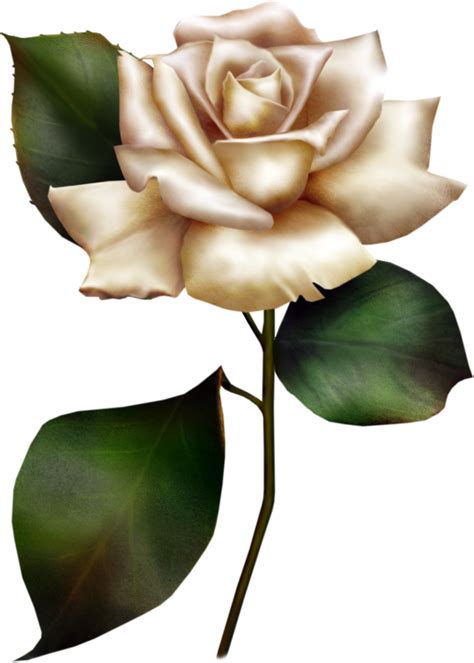 White Rose Clipart 20 Free Cliparts Download Images On Clipground 2024