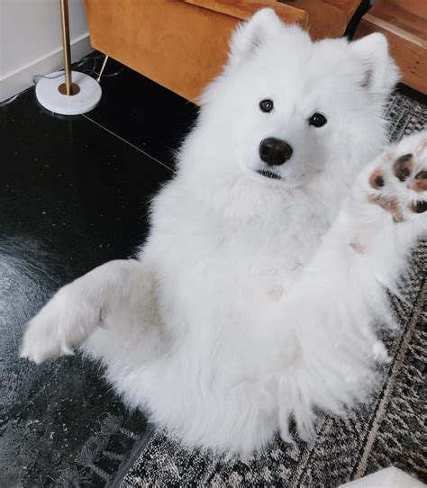 Cute Samoyed Dog