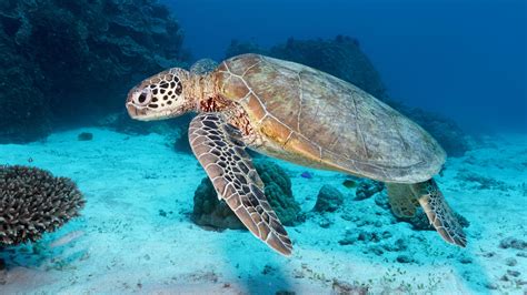 Great Barrier Reef Turtles Test Positive For Traces Of