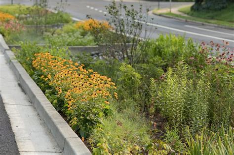 How To Build A Rain Garden In Your Yard