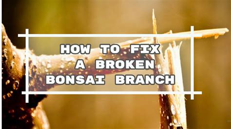 How To Fix A Broken Bonsai Branch Youtube