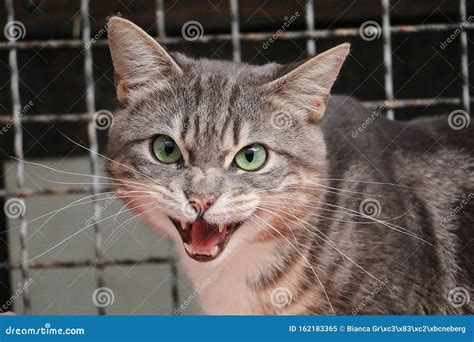 Angry Hissing Gray Cat Stock Image Image Of Fence Emotional 162183365