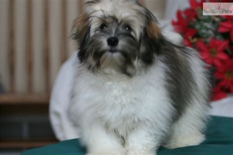 They tend to be quiet and absolutely love to play! Havanese puppy for sale near Brainerd, Minnesota ...