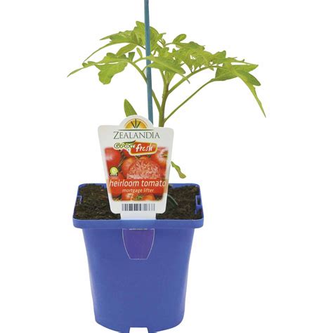 Growfresh Pot Heirloom Tomato Mortgage Lifter 10cm Mitre10