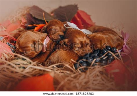 Newborn Irish Setter Puppies Photo Session Stock Photo 1871828203