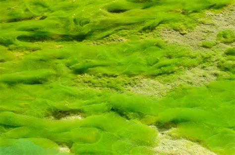 Mexico Sized Algae Bloom In The Arabian Sea Connected To