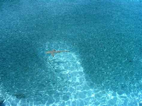Naturaleza Asombrosa Underwater La Aldea Irreductible