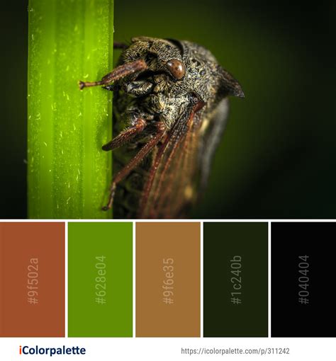 Color Palette Ideas From Insect Macro Photography Invertebrate Image