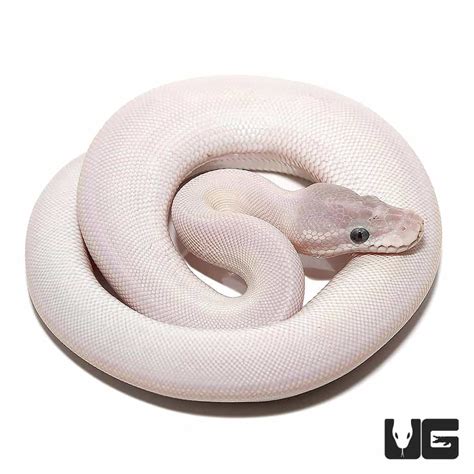Baby Blue Eye Leucistic Ball Pythons Python Regius For Sale