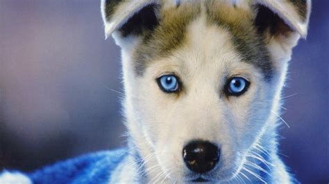 Dog Siberian Husky Puppies Animals Baby Animals Face Closeup