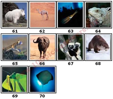 100 Pics Animal Planet Level 61 70 Answers 100 Pics Answers
