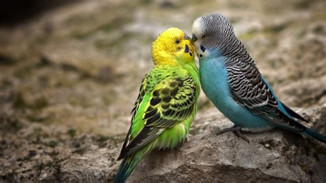 Budgies Birds Wallpapers Hd Desktop And Mobile Backgrounds