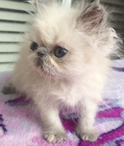 I am a small registered breeder who believes in breeding only quality, healthy and beautiful kittens. Himalayan kitten-- blue tortie point female for Sale in ...
