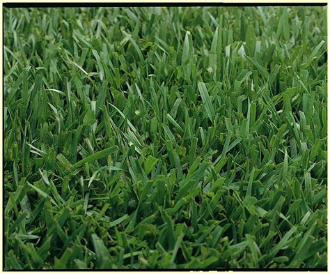 Medallion Tall Fescue Grass Seed Sod And Seed