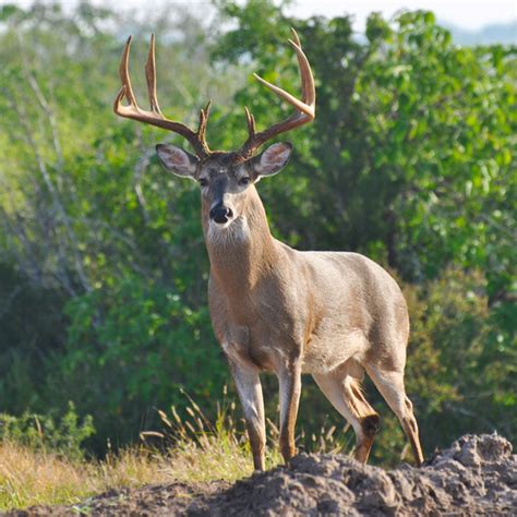 South Texas Whitetail Deer Hunting Ranch Guided Deer Hunts