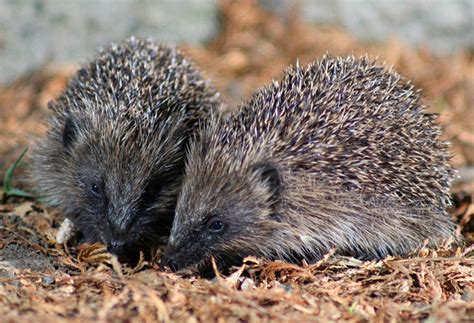 European hedgehog | Wildlife Online