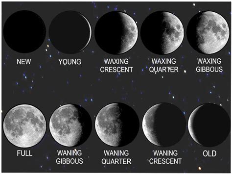 The average calendrical month, which is 1/12 of a year, is about 30.44 days, while the moon's phase (synodic) cycle repeats on average every 29.53 days. the sun and the earthmoon system (lesson 0056) - TQA explorer