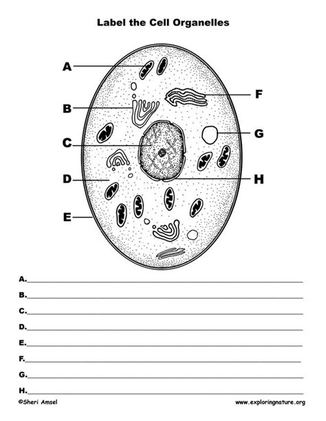 Animal Cell Structure Worksheets