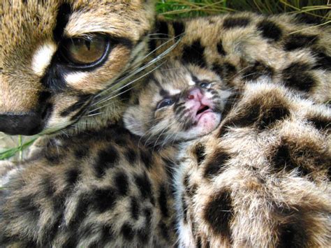 Margay Kitten Blends In With Mom At Bioparque Mbopicuá Pretty