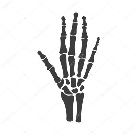 Hand Bones Vector — Stock Vector © Viktorijareut 129242158
