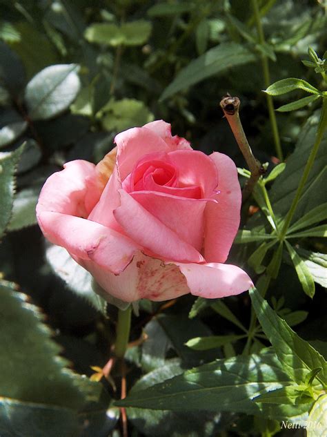 Es gibt nur wenige pflanzen, die in einer derart großen variantenvielfalt vorkommen, wie die die königin der blumen, die rose. rosa Rosenblüte | Garten, Rosen, Natur