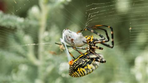 Garden Orb Weaving Spider Spider Facts