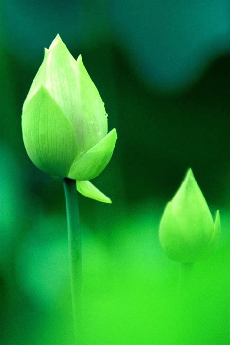 Fresh Green Lotus Bud Macro Bokeh Iphone 4s Wallpapers Free Download