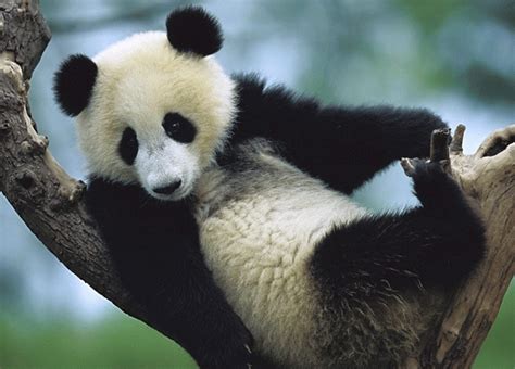 Cutest Face Plant Ever Baby Panda Falls Off Stage Newdawn Blog