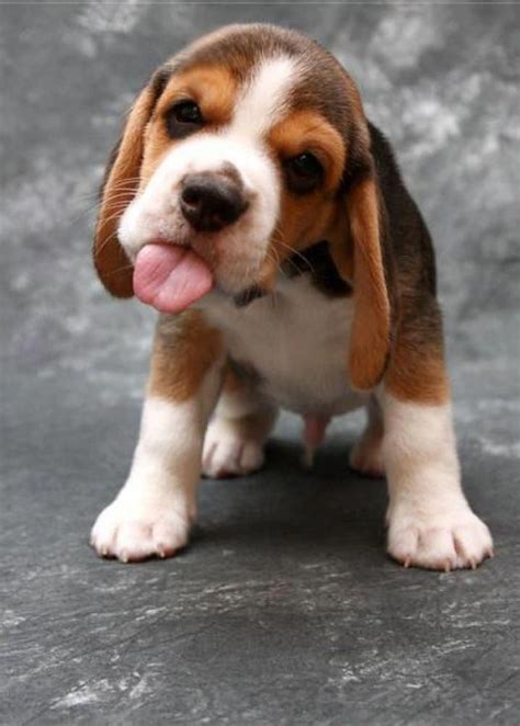 Cute Beagle Puppy Pics