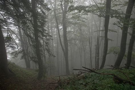 Gloomy Forest By Lordradi On Deviantart