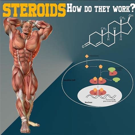 Steroids How Do They Work Steroids Steroid Hormone Build Muscle