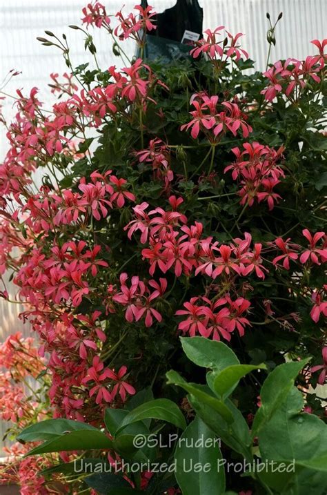 Plantfiles Pictures Ivy Geranium Ivy Leaf Geranium Mini Cascade Pink