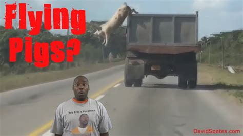 Pig Tries To Fly Off Truck 😮commentary And Vid😮 David Spates Youtube