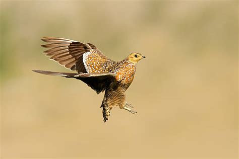 Sand Grouse Stock Photos Pictures And Royalty Free Images Istock