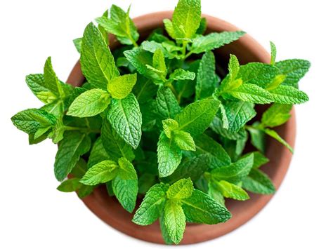 Peppermint Plant In Pot