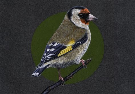 Original Pastel Drawing Bird European Goldfinch Artfinder
